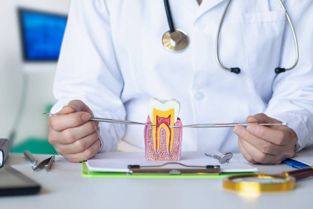 Best Emergency Orthodontic Repairs in Harbour Heights, FL